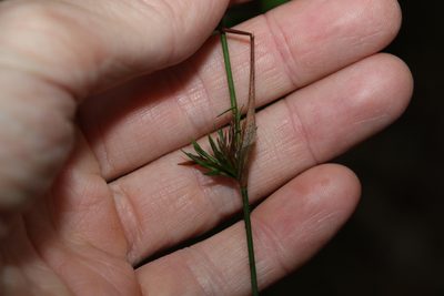 Entolasia stricta, photographed by Greg Tasney