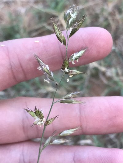 Schmidtia pappophoroides, photographed by Ryan Donnelly