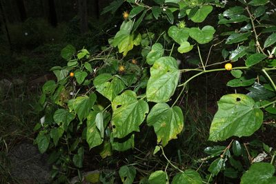 Passiflora foetida, photographed by Greg Tasney