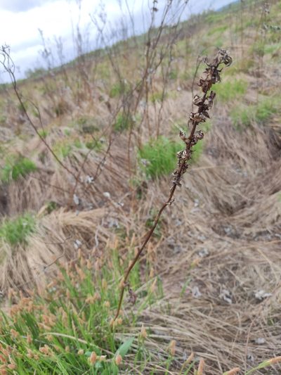 Ligularia sibirica, photographed by Юлия