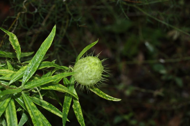 Gomphocarpus physocarpus, photographed by Greg Tasney