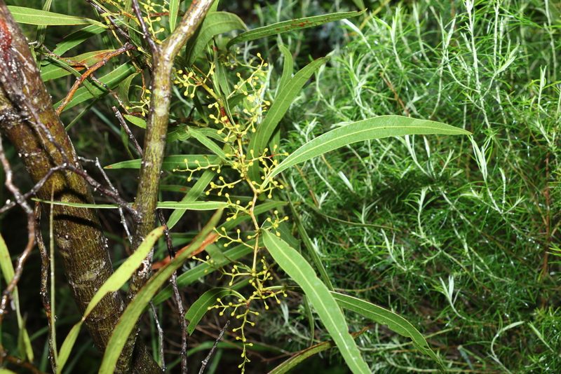 Acacia macradenia, photographed by Greg Tasney