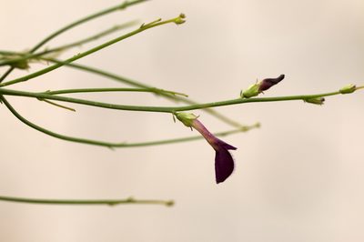 Dodartia orientalis, photographed by Вячеслав Юсупов