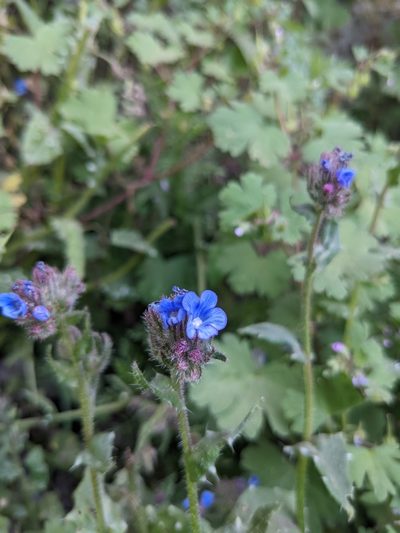 Anchusa cretica, photographed by Jamie Carter