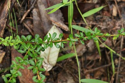 Bursaria spinosa, photographed by Greg Tasney