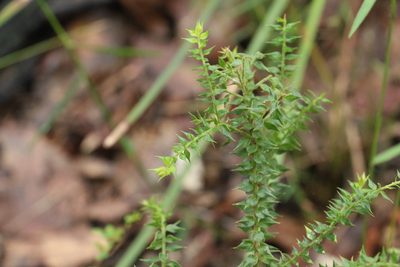 Daviesia villifera, photographed by Greg Tasney