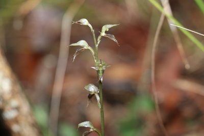 Acianthus fornicatus, photographed by Greg Tasney