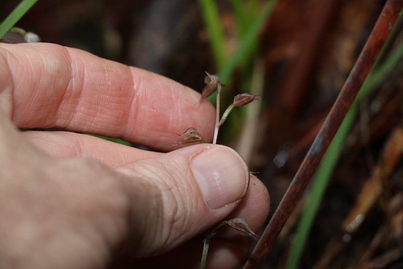 Acianthus fornicatus, photographed by Greg Tasney
