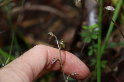 Acianthus fornicatus, photographed by Greg Tasney