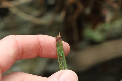 Lomandra longifolia, photographed by Greg Tasney