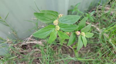 Euphorbia hirta, photographed by Meng-Chi Hung