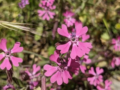 Silene colorata, photographed by Jamie Carter