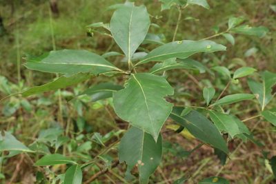Lophostemon confertus, photographed by Greg Tasney