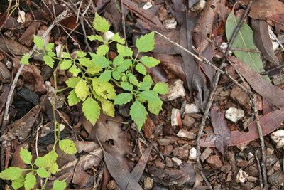 Causonis clematidea, photographed by Greg Tasney