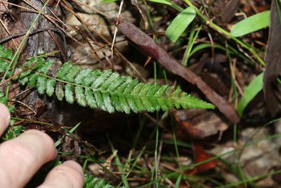 Doodia caudata, photographed by Greg Tasney