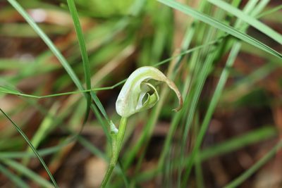 Pterostylis acuminata, photographed by Greg Tasney