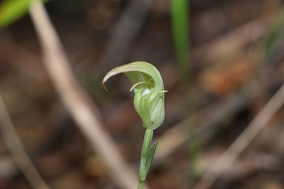 Pterostylis acuminata, photographed by Greg Tasney