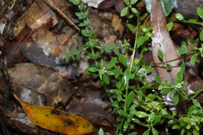 Poranthera microphylla, photographed by Greg Tasney