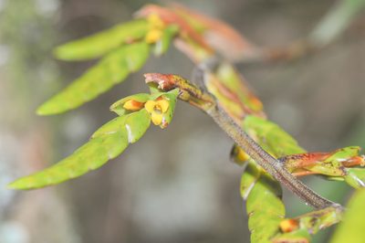 Racinaea goudae, photographed by Morten Ross
