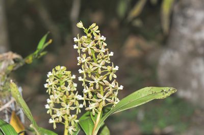 Prosthechea crassilabia, photographed by Morten Ross