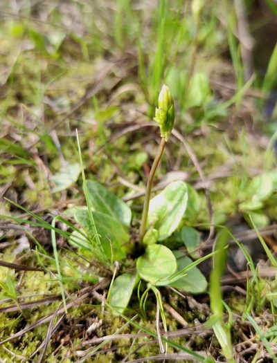 Primula nutans, photographed by Юлия