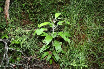 Astrotricha latifolia, photographed by Greg Tasney