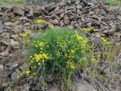 Lomatium papilioniferum, photographed by Timothy McNitt
