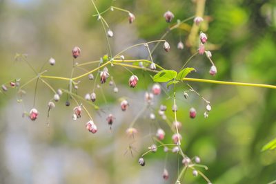 Thalictrum podocarpum, photographed by Morten Ross