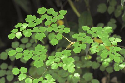 Thalictrum podocarpum, photographed by Morten Ross