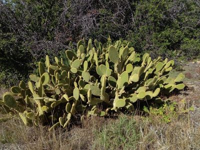 Opuntia microdasys, photographed by Christiaan Viljoen