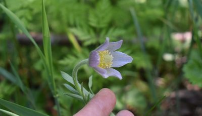 Pulsatilla dahurica, photographed by Repina Tatyana