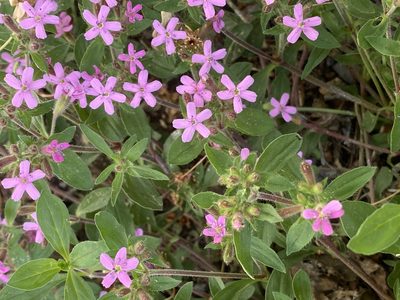 Saponaria ocymoides, photographed by Christina