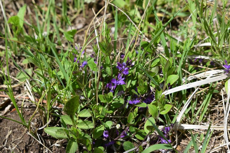 Polygala japonica, photographed by Repina Tatyana