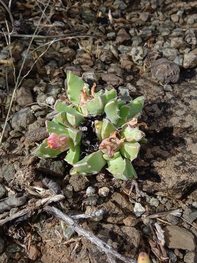 Faucaria bosscheana, photographed by Christiaan Viljoen