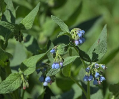 Symphytum caucasicum, photographed by Pavel Komkov