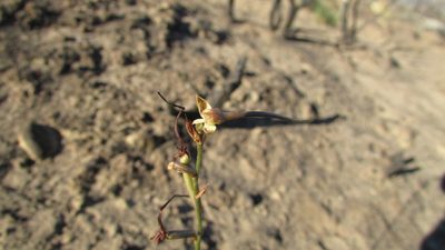 Disa salteri, photographed by James Deacon