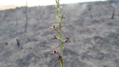 Disa salteri, photographed by James Deacon