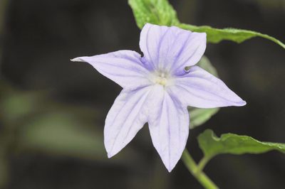 Browallia speciosa, photographed by Morten Ross