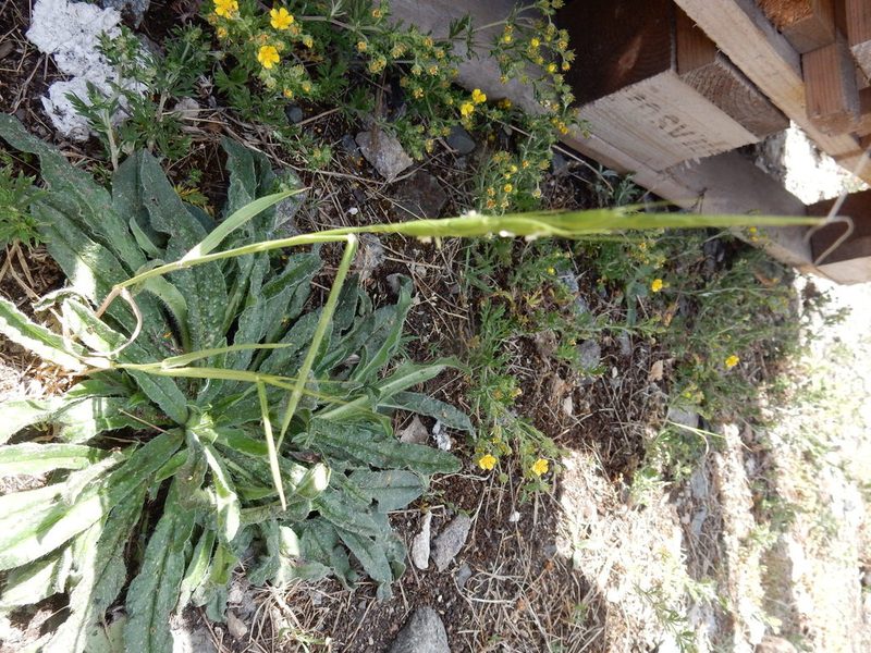 Aegilops cylindrica, photographed by Petra Caltová