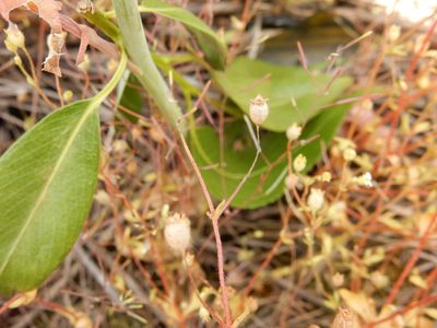 Saxifraga tridactylites, photographed by Petra Caltová