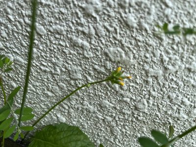 Youngia japonica, photographed by 何小花
