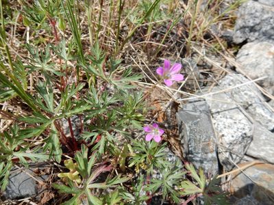 Geranium columbinum, photographed by Petra Caltová