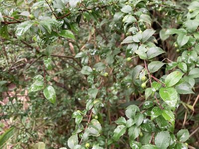 Ilex asprella, photographed by Moogoo Lee