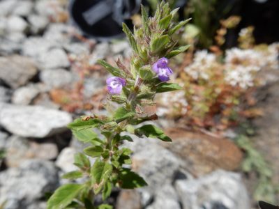 Clinopodium acinos, photographed by Petra Caltová