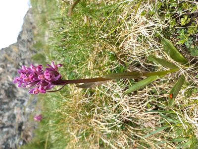 Dactylorhiza sambucina, photographed by RAUL DAL SANTO
