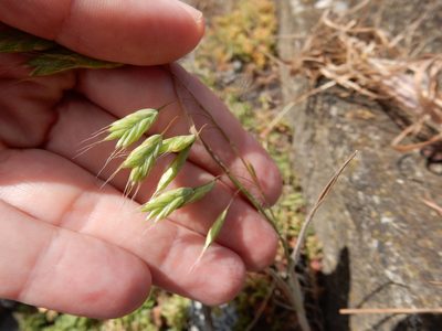 Bromus squarrosus, photographed by Petra Caltová
