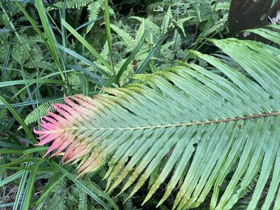 Blechnopsis orientalis