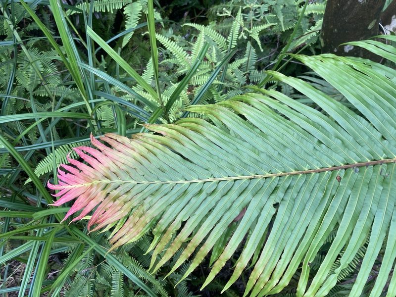 Blechnopsis orientalis, photographed by Moogoo Lee