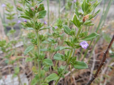Clinopodium acinos, photographed by Petra Caltová