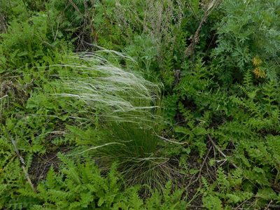 Stipa pennata, photographed by Андрей Козлов